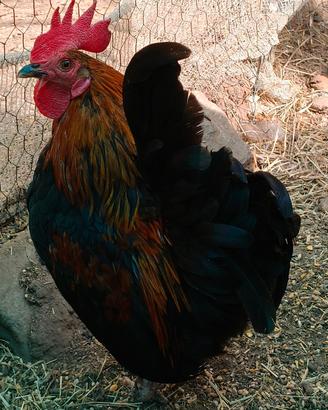 Gallo concincina nana