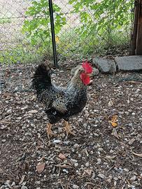 GALLINE