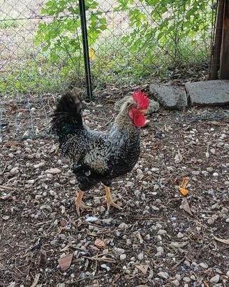 GALLINE