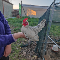 Gallo gallina sebright argento bianco orlato nero