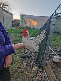 Gallo gallina sebright argento bianco orlato nero