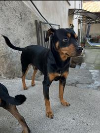 Pinscher maschio per accoppiamento