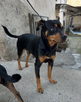 Pinscher maschio per accoppiamento