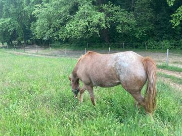 Puledro Appaloosa