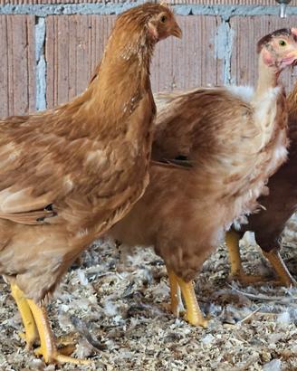 Polli galline Rosso Pesante e Grigio Pesante