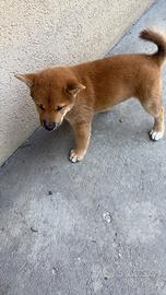 Shiba Inu cuccioli con il Pedigree Italiano