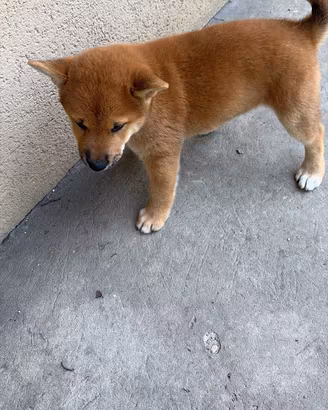 Shiba Inu cuccioli con il Pedigree Italiano