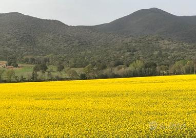 Terreno agricolo di 5,5 Ha, 6 Km da Grosseto