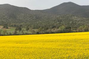 Terreno agricolo di 5,5 Ha, 6 Km da Grosseto