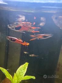 Guppy endler