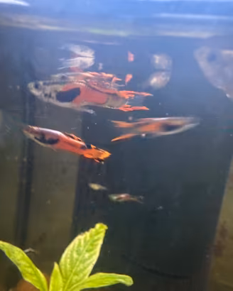 Guppy endler