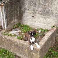 Boxer con PEDIGREE ENCI