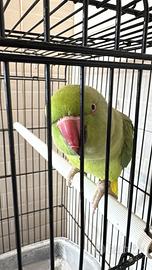 Parrocchetto dal collare allevato ,gabbia compresa