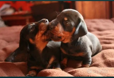 Cuccioli di bassotto