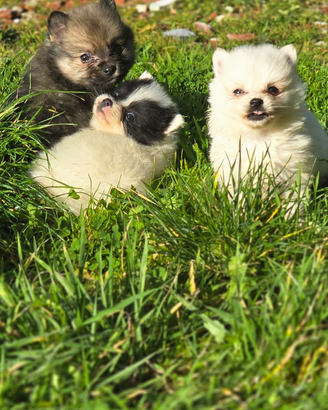 Volpini spitz