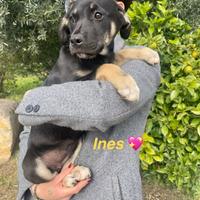 Cane cucciola femmina dolce 3 mesi