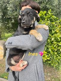 Cane cucciola femmina dolce 3 mesi