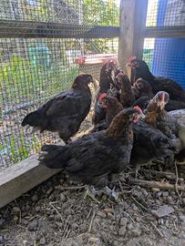 Gallo Marans