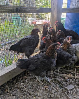 Gallo Marans