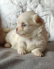 Chihuahua Pedigree Enci