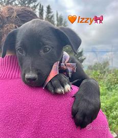 Cani cuccioli dolci con vaccino