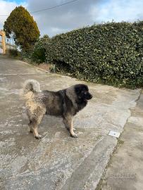 Cuccioli pastore del Caucaso