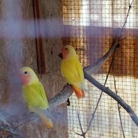 Inseparabili roseicollis maschi e femmine