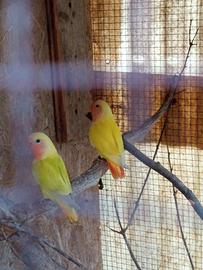 Inseparabili roseicollis maschi e femmine