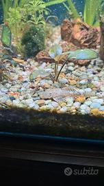 Ancistrus
