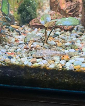 Ancistrus