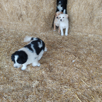 Cuccioli taglia medio grande