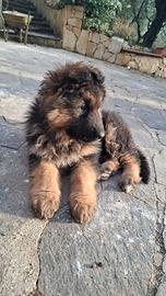 Cucciola di pastore tedesco