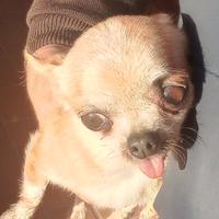 Cane chihuahua ?