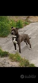 American Staffordshire Maschio Regalasi