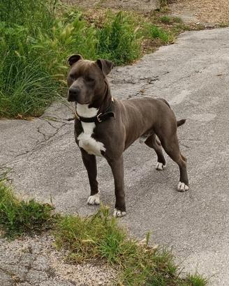 American Staffordshire Maschio Regalasi