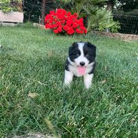 Border collie