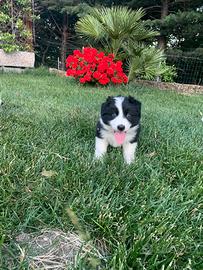 Border collie