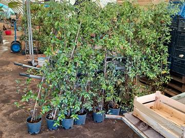 Ringospermi alti 1.70m