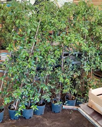 Ringospermi alti 1.70m