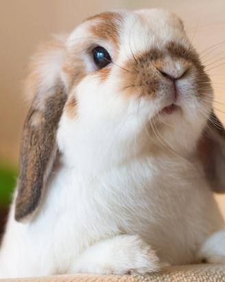 Cuccioli Coniglio Ariete Mini