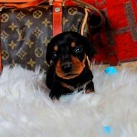 Bassotto CUCCIOLO nano