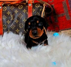 Bassotto CUCCIOLO nano