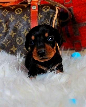 Bassotto CUCCIOLO nano