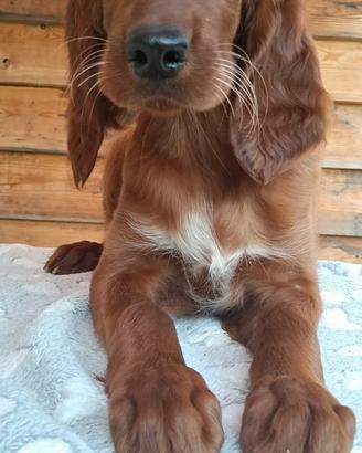 Vendita splendidi Setter irlandesi