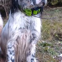 Setter inglese maschio b/n