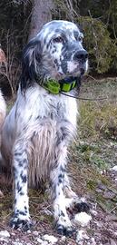 Setter inglese maschio b/n