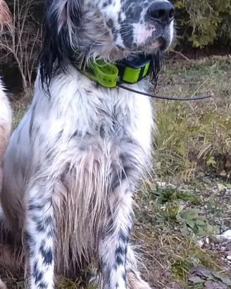 Setter inglese maschio b/n