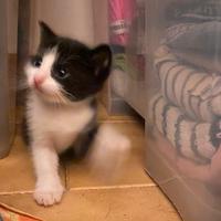 Gattini adorabili in adozione