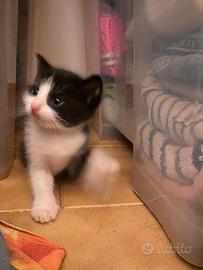 Gattini adorabili in adozione
