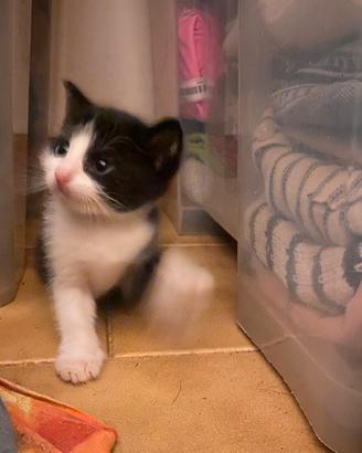 Gattini adorabili in adozione